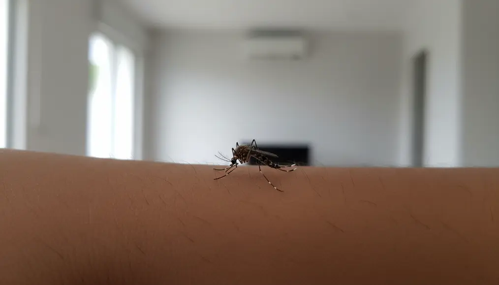 Nyamuk: Pembawa Penyakit Mematikan yang Wajib Kamu Waspadai
