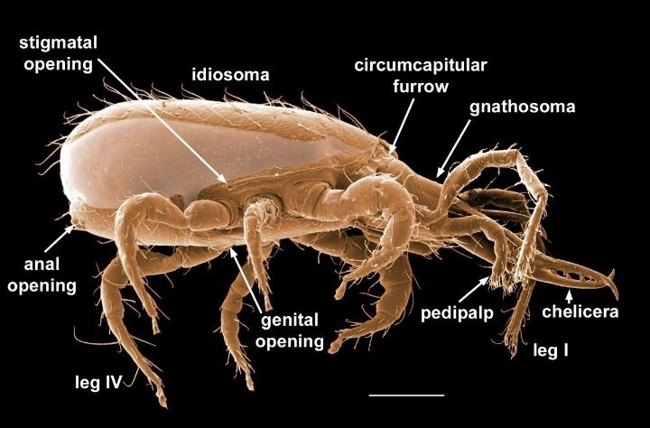 Anatomi Bed Bug